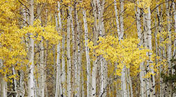 Vertical aspen